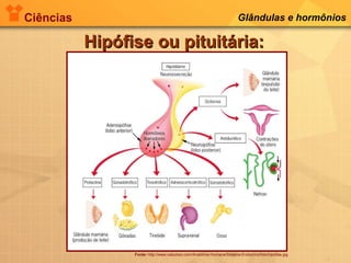 Ciências Glândulas e hormônios
Hipófise ou pituitária:Hipófise ou pituitária:
Fonte: http://www.cabuloso.com/Anatomia-Humana/Sistema-Endocrino/foto/hipofise.jpg
 
