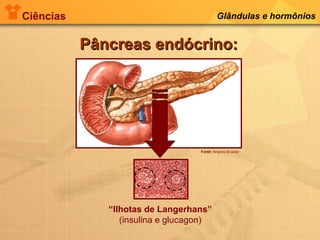 Ciências Glândulas e hormônios
Pâncreas endócrino:Pâncreas endócrino:
“Ilhotas de Langerhans”
(insulina e glucagon)
Fonte: Arquivo do autor
 