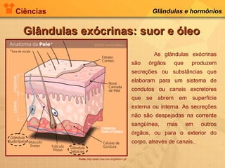 Ciências Glândulas e hormônios
Glândulas exócrinas: suor e óleoGlândulas exócrinas: suor e óleo
Fonte: http://static.hsw.com.br/gif/skin1.gif
As glândulas exócrinas
são órgãos que produzem
secreções ou substâncias que
elaboram para um sistema de
condutos ou canais excretores
que se abrem em superfície
externa ou interna. As secreções
não são despejadas na corrente
sangüínea, mas em outros
órgãos, ou para o exterior do
corpo, através de canais.
 