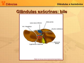 Ciências Glândulas e hormônios
Glândulas exócrinas: bileGlândulas exócrinas: bile
Fonte: http://www.pgr.mpf.gov.br/pgr/saude/sa/imagens/figado.gif
 