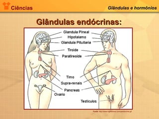 Ciências Glândulas e hormônios
Glândulas endócrinas:Glândulas endócrinas:
Fonte: http://www.hghforever.com/pendocrine.gif
 