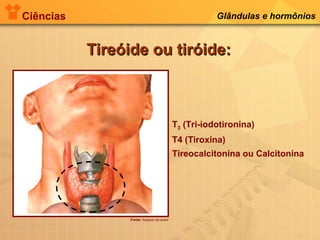 Ciências Glândulas e hormônios
Tireóide ou tiróide:Tireóide ou tiróide:
T3 (Tri-iodotironina)
T4 (Tiroxina)
Tireocalcitonina ou Calcitonina
Fonte: Arquivo do autor
 