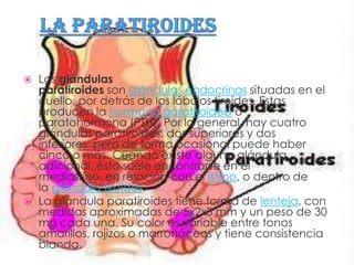    Las glándulas
    paratiroides son glándulas endocrinas situadas en el
    cuello, por detrás de los lóbulos tiroides. Estas
    producen la hormona paratiroidea o
    paratohormona (PTH). Por lo general, hay cuatro
    glándulas paratiroides, dos superiores y dos
    inferiores, pero de forma ocasional puede haber
    cinco o más. Cuando existe alguna glándula
    adicional, ésta suele encontrarse en el
    mediastino, en relación con el istmo, o dentro de
    la glándula tiroides.
   La glándula paratiroides tiene forma de lenteja, con
    medidas aproximadas de 5x2x3 mm y un peso de 30
    mg cada una. Su color es variable entre tonos
    amarillos, rojizos o marronáceos y tiene consistencia
    blanda.
 
