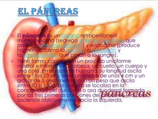    El páncreas es un órgano retroperitoneal
    mixto, exocrino (segrega enzimas digestivas que
    pasan al intestino delgado) y endocrino (produce
    hormonas, como la insulina, el glucagón y
    la somatostatina que pasan a la sangre).
   Tiene forma cónica con un proceso unciforme
    medial e inferior, una cabeza, un cuello, un cuerpo y
    una cola. En la especie humana, su longitud oscila
    entre 15 a 23 cm, tiene un ancho de unos 4 cm y un
    grosor de 5 centímetros; con un peso que oscila
    entre 70 a 150g. La cabeza se localiza en la
    concavidad del duodeno o asa duodenal formada
    por las tres primeras porciones del duodeno y la cola
    asciende oblicuamente hacia la izquierda.
 