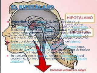  El hipotálamo (del griego ὑπό, ÿpó: ‘debajo de’, y
  θάλαμος, thálamos: ‘cámara nupcial, dormitorio’) es
  una glándula endocrina que forma parte deldiencéfalo, y
  se sitúa por debajo del tálamo.1 Libera al menos nueve
  hormonas que actúan como inhibidoras o estimulantes en
  la secreción de otras hormonas en la adenohipófisis, por
  lo que se puede decir que trabaja en conjunto con esta.
 Suele considerarse el centro integrador del sistema
  nervioso vegetativo (o sistema nervioso
  autónomo), dentro del sistema nervioso central como
  parte del sistema limbico. También se encarga de realizar
  funciones de integración somato-vegetativa.
 En conjunto con la hipófisis, realiza la homeostasis del
  organismo, por medio de un sistema de realimentación
  negativa.
 