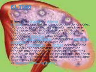   El timo es un órgano del sistema
    linfático, responsable de la maduración de los córtex
    profundo (o paracorteza) y médula, tiñéndose el
    córtex superficial de color oscuro, y la médula de
    color claro tras realizar una tinción. La corteza se
    compone de linfocitos estrechamente
    apiñados,células epiteliales denominadas epiteliales
    reticulares que rodean a grupos de
    linfocitos, y macrófagos. La médula contiene, ante
    todo, células epiteliales reticulares, además de
    linfocitos muy dispersos. En la médula los asterístos
    corpúsculos del Thymus (o de Hassall), que son capas
    gruesas concéntricas de células epiteliales reticulares
    aplanadas y llenas de gránulos
    de queratohialina y queratina.
 