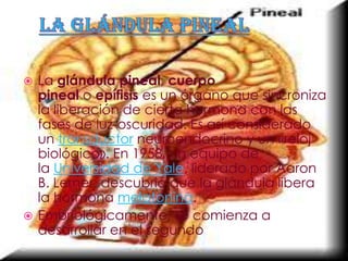  La glándula pineal, cuerpo
  pineal o epífisis es un órgano que sincroniza
  la liberación de cierta hormona con las
  fases de luz-oscuridad. Es así considerado
  un transductor neuroendocrino y un «reloj
  biológico». En 1958, un equipo de
  la Universidad de Yale, liderado por Aaron
  B. Lerner, descubrió que la glándula libera
  la hormona melatonina.
 Embriológicamente, se comienza a
  desarrollar en el segundo mes de gestación
 