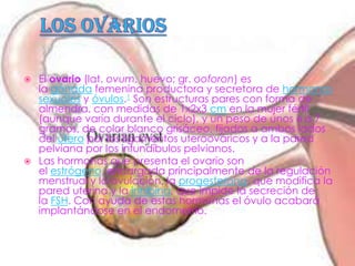    El ovario (lat. ovum, huevo; gr. ooforon) es
    la gónada femenina productora y secretora de hormonas
    sexuales y óvulos.1 Son estructuras pares con forma de
    almendra, con medidas de 1x2x3 cm en la mujer fértil
    (aunque varía durante el ciclo), y un peso de unos 6 a 7
    gramos, de color blanco grisáceo, fijados a ambos lados
    del útero por los ligamentos uteroováricos y a la pared
    pelviana por los infundíbulos pelvianos.
   Las hormonas que presenta el ovario son
    el estrógeno, encargada principalmente de la regulación
    menstrual y la ovulación, la progesterona, que modifica la
    pared uterina y la inhibina, que impide la secreción de
    la FSH. Con ayuda de estas hormonas el óvulo acabará
    implantándose en el endometrio.
 