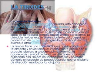    La glándula tiroides es
    una glándula neuroendocrina, situada justo debajo de
    la nuez de Adán, junto al cartílago tiroides y sobre
    la tráquea. Pesa entre 15 y 30 gramos en el adulto, y está
    formada por dos lóbulos en forma de mariposa a ambos
    lados de la tráquea, ambos lóbulos unidos por el istmo. La
    glándula tiroides regula el metabolismo del cuerpo, es
    productora de proteínas y regula la sensibilidad del
    cuerpo a otrashormonas.
   La tiroides tiene una cápsula fibrosa que la cubre
    totalmente y envía tabiques interiormente que le dan el
    aspecto lobuloso a su parénquima. Además la
    aponeurosis cervical profunda se divide en dos capas
    cubriendo a la tiroides en sentido anterior y posterior
    dándole un aspecto de pseudocápsula, que es el plano
    de disección usado por los cirujanos.
 