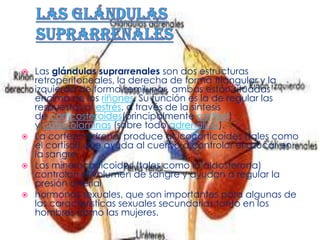    Las glándulas suprarrenales son dos estructuras
    retroperitoneales, la derecha de forma triangular y la
    izquierda de forma semilunar, ambas están situadas
    encima de los riñones. Su función es la de regular las
    respuestas al estrés, a través de la síntesis
    de corticosteroides(principalmente cortisol)
    y catecolaminas (sobre todo adrenalina).
   La corteza adrenal produce glucocorticoides (tales como
    el cortisol) que ayuda al cuerpo a controlar el azúcar en
    la sangre
   Los minerocorticoides (tales como la aldosterona)
    controlan el volumen de sangre y ayudan a regular la
    presión arterial
   hormonas sexuales, que son importantes para algunas de
    las características sexuales secundarias tanto en los
    hombres como las mujeres.
 