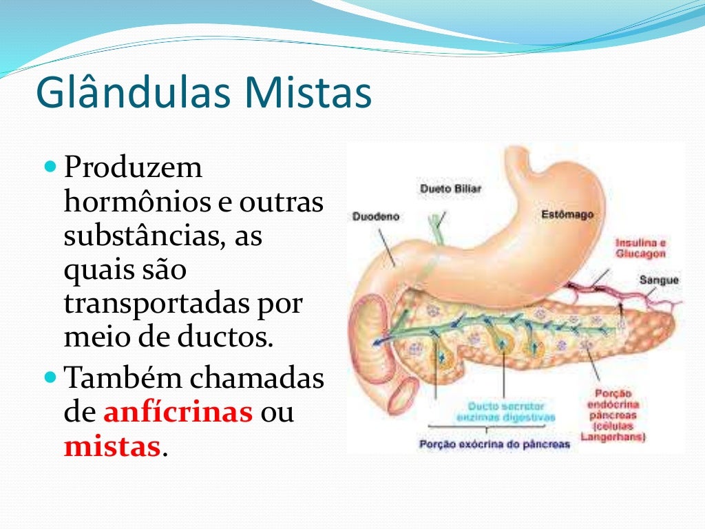 Onde As Glândulas Endócrinas Lançam Suas Secreções