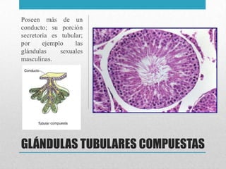 GLÁNDULAS TUBULARES COMPUESTAS
Poseen más de un
conducto; su porción
secretoria es tubular;
por ejemplo las
glándulas sexuales
masculinas.
 