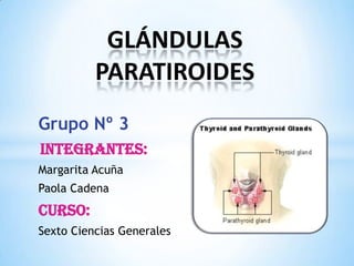 GLÁNDULAS
          PARATIROIDES
Grupo Nº 3
Integrantes:
Margarita Acuña
Paola Cadena
Curso:
Sexto Ciencias Generales
 