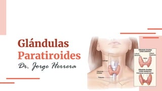 Glándulas
Paratiroides
Dr. Jorge Herrera
 
