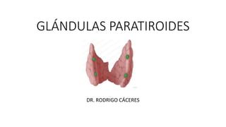 GLÁNDULAS PARATIROIDES
DR. RODRIGO CÁCERES
 