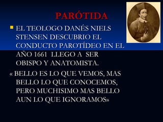 PARÓTIDA
EL TEOLOGO DANÉS NIELS
STENSEN DESCUBRIO EL
CONDUCTO PAROTÍDEO EN EL
AÑO 1661 LLEGO A SER
OBISPO Y ANATOMISTA.
« BELLO ES LO QUE VEMOS, MAS
BELLO LO QUE CONOCEMOS,
PERO MUCHISIMO MAS BELLO
AUN LO QUE IGNORAMOS»


 