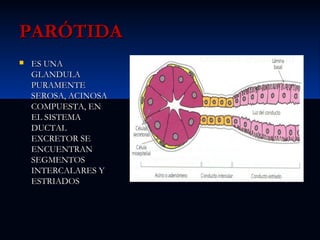 PARÓTIDA


ES UNA
GLANDULA
PURAMENTE
SEROSA, ACINOSA
COMPUESTA, EN
EL SISTEMA
DUCTAL
EXCRETOR SE
ENCUENTRAN
SEGMENTOS
INTERCALARES Y
ESTRIADOS

 