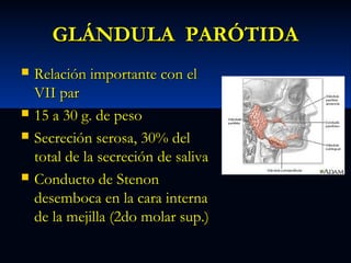 GLÁNDULA PARÓTIDA







Relación importante con el
VII par
15 a 30 g. de peso
Secreción serosa, 30% del
total de la secreción de saliva
Conducto de Stenon
desemboca en la cara interna
de la mejilla (2do molar sup.)

 