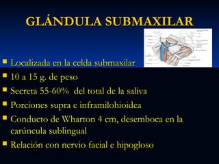 GLÁNDULA SUBMAXILAR








Localizada en la celda submaxilar
10 a 15 g. de peso
Secreta 55-60% del total de la saliva
Porciones supra e inframilohioidea
Conducto de Wharton 4 cm, desemboca en la
carúncula sublingual
Relación con nervio facial e hipogloso

 