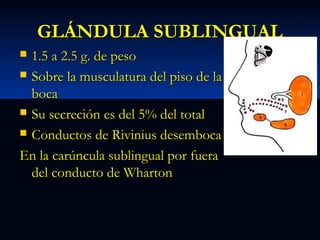 GLÁNDULA SUBLINGUAL
1.5 a 2.5 g. de peso
 Sobre la musculatura del piso de la
boca
 Su secreción es del 5% del total
 Conductos de Rivinius desemboca
En la carúncula sublingual por fuera
del conducto de Wharton


 