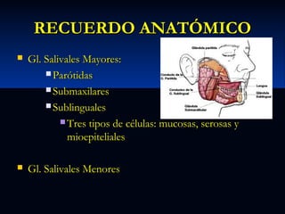 RECUERDO ANATÓMICO


Gl. Salivales Mayores:
 Parótidas
 Submaxilares
 Sublinguales
 Tres tipos de células: mucosas, serosas y
mioepiteliales



Gl. Salivales Menores

 