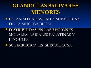 GLANDULAS SALIVARES
MENORES






ESTAN SITUADAS EN LA SUBMUCOSA
DE LA MUCOSA BUCAL.
DISTRIBUIDAS EN LAS REGIONES
MOLARES, LABIALES PALATINAS Y
LINGULES
SU SECRECION ES SEROMUCOSA

 