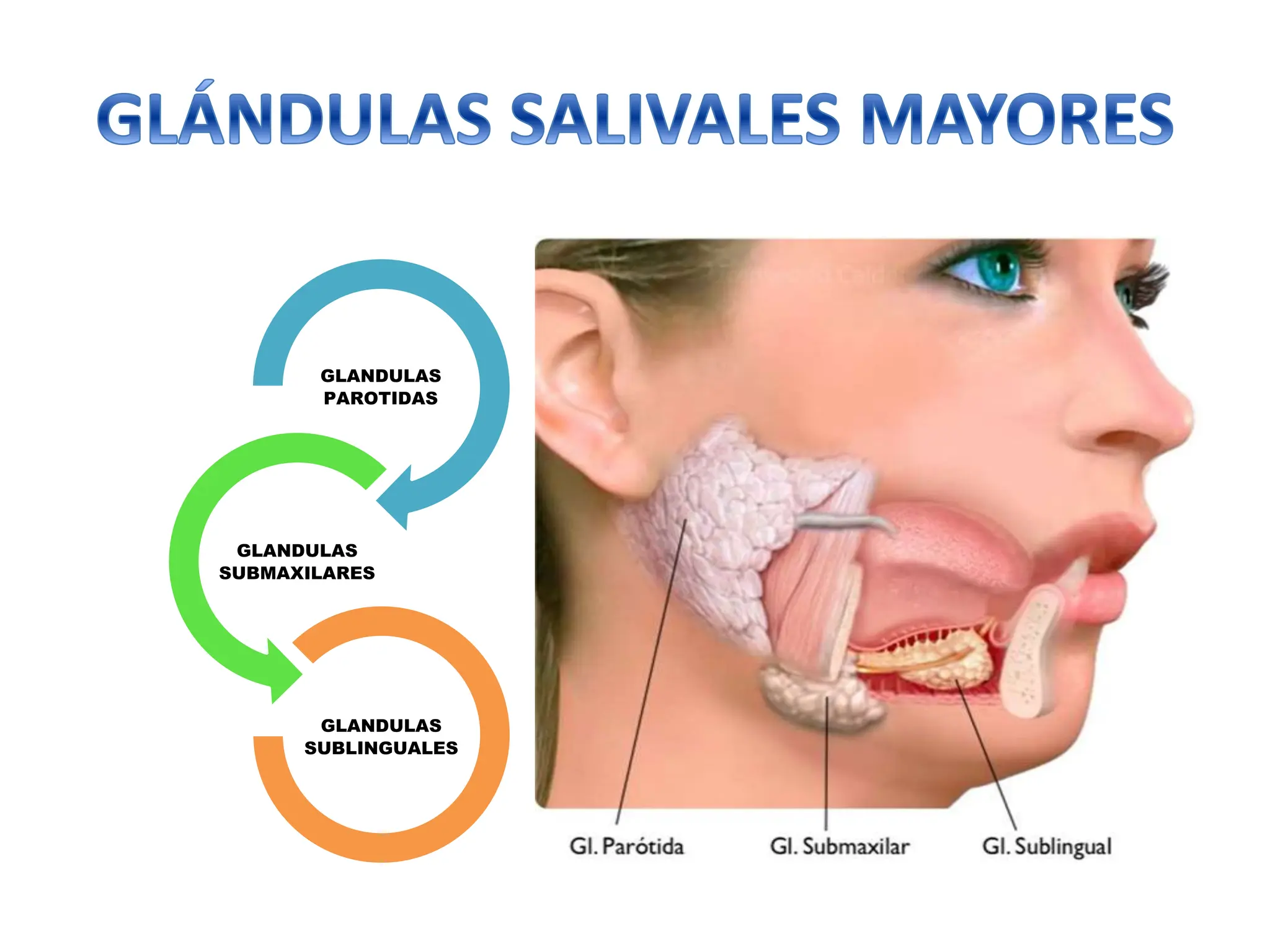 GLÁNDULAS SALIVALES mayores y menores ,, PPT