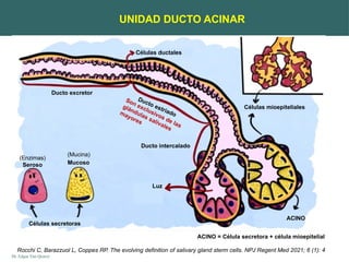 GLÁNDULAS SALIVALES. ANATOMIA HISTOLOGÍA. FISIOLOGÍA Y ALGUNOS CASOS ...