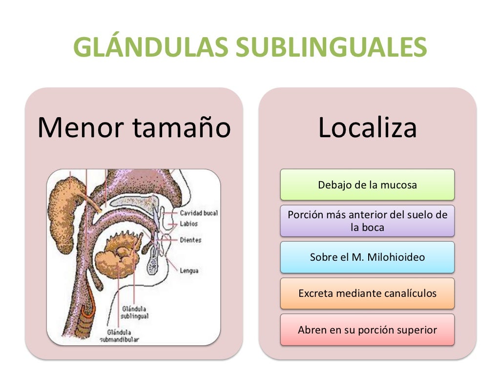 Glándulas salivales embriología, anatomía y fisiología Glándulas salivales embriología, anatomía y fisiología
