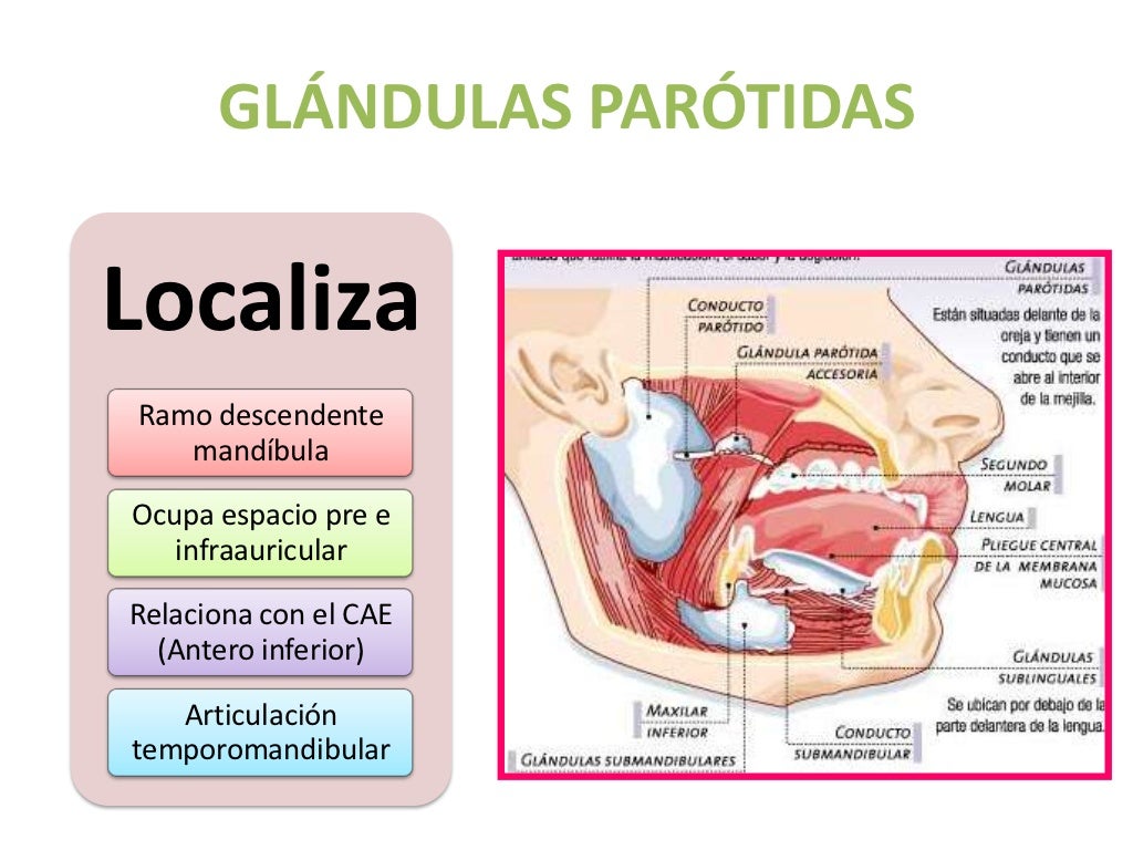 Cirurgia Cervical e das Glândulas Salivares