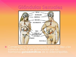 Glándulas Sexuales Comienzan su funcionamiento entre los diez y los catorce años, al ser estimuladas por las hormonas gonadotróficas de la adenohipófisis. 