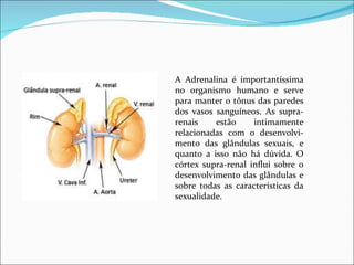 A Adrenalina é importantíssima no organismo humano e serve para manter o tônus das paredes dos vasos sanguíneos. As supra-renais estão intimamente relacionadas com o desenvolvi-mento das glândulas sexuais, e quanto a isso não há dúvida. O córtex supra-renal influi sobre o desenvolvimento das glândulas e sobre todas as características da sexualidade. 