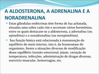 A ALDOSTERONA, A ADRENALINA E A NORADRENALINA Estas glândulas endócrinas têm forma de lua achatada, situadas uma sobre cada rim e secretam vários hormônios, entre os quais destacam-se a aldosterona, a adrenalina (ou epinefrina) e a noradrenalina (ou norepinefrina). Sua função básica está relacionada à manutenção do equilíbrio do meio interno, isto é, da homeostase do organismo, frente a situações diversas de modificação desse equilíbrio (tensão emocional, jejum, variação de temperatura, infecções, administração de drogas diversas, exercício muscular, hemorragias, etc. 