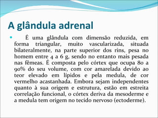 A glândula adrenal É uma glândula com dimensão reduzida, em forma triangular, muito vascularizada, situada bilateralmente, na parte superior dos rins, pesa no homem entre 4 a 6 g, sendo no entanto mais pesada nas fêmeas. É composta pelo córtex que ocupa 80 a 90% do seu volume, com cor amarelada devido ao teor elevado em lípidos e pela medula, de cor vermelho acastanhada. Embora sejam independentes quanto à sua origem e estrutura, estão em estreita correlação funcional, o córtex deriva da mesoderme e a medula tem origem no tecido nervoso (ectoderme). 