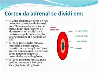 Córtex da adrenal se dividi em: 1)   Zona glomerular: cerca de 15% de todo o córtex, sendo formado por células capazes de secretar quantidades significativas de aldosterona, estas células são controladas pela concentração de angiotensina II e potássio do LEC. 2)   Zona fasciculada: camada intermédia e mais espessa constitui cerca de 75% do córtex, secreta principalmente o cortisol como também pequenas quantidades de androgênios. 3)   Zona reticular: camada mais profunda e responsável pela secreção dos androgênios. 