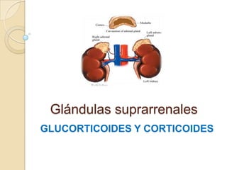 Glándulas suprarrenales
GLUCORTICOIDES Y CORTICOIDES
 