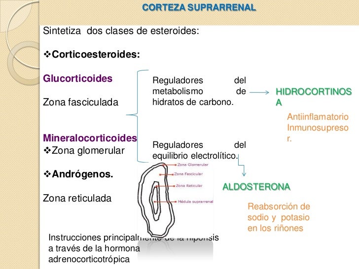 Glándulas suprarrenales Glándulas suprarrenales