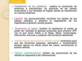 FUNCIONES

    Catabolismo de las proteínas: acelera la conversión de
     proteínas a aminoácidos, en particular de las células
     musculares y son llevadas al hígado donde se transforman
     en nuevas proteínas.

    Lipolisis: los glucocorticoides movilizan los lípidos de las
     células adiposas y aceleran la degradación de los
     triglicéridos a glicerol y ácidos grasos.

     Resistencia al estrés: facilitan la resistencia al estrés al
     poder ser utilizada la glucosa producida para producir ATP
     con el que hacer frente a la fatiga, fiebre, hemorragias,
     infecciones, traumas y cualquier otra condición debilitante.

    Mantenimiento de la presión arterial normal: necesarios para
     que las hormonas presoras, adrenalina y noradrenalina
     puedan ejercer su efecto sobre los vasos, aumentando la
     presión arterial.

     Efectos antiinflamatorios: inhiben las secreciones de las
     células en respuesta a las inflamaciones.
 