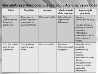 Tipo celulares y Hormonas que segregan, Acciones y funciones
      Origen           Tipo celular        Hormona         Vía de síntesis        Acciones y/o
                                                           de la hormona           funciones
 Zona               Dispuestas en       Mineralcorticoides Sistema Renina-    •Regula la
 Glomerulosa de     forma compacta y                       Angiotensina-      homeostasis de Na+ y
 la Corteza         organizadas en                         Aldosterona        K+.
 Suprarrenal        racimos esféricos                                         •Ayuda a ajustar la
                                                                              presión y el volumen
                                                                              sanguíneo.
                                                                              •Promueve la
                                                                              excreción de H+ en la
                                                                              orina evitando la
                                                                              acidosis.
 Zona Fasciculada   Organizadas en      Glucocorticoides   Sistema de         •Degradación de
 de la Corteza      columna largas y                       Retroalimentació   proteínas.
 Suprarrenal        rectas.                                n Negativa         •Formación de
                                                                              glucosa.
                                                                              •Lipolisis.
                                                                              •Resistencia al estrés.
                                                                              •Efectos
                                                                              antiinflamatorios .
                                                                              •Depresión de las
                                                                              respuestas
                                                                              inmunitarias.
 