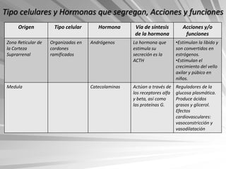 Tipo celulares y Hormonas que segregan, Acciones y funciones
      Origen          Tipo celular       Hormona       Vía de síntesis         Acciones y/o
                                                       de la hormona            funciones
 Zona Reticular de   Organizadas en   Andrógenos      La hormona que        •Estimulan la libido y
 la Corteza          cordones                         estimula su           son convertidos en
 Suprarrenal         ramificados                      secreción es la       estrógenos.
                                                      ACTH                  •Estimulan el
                                                                            crecimiento del vello
                                                                            axilar y púbico en
                                                                            niños.
 Medula                               Catecolaminas   Actúan a través de    Reguladores de la
                                                      los receptores alfa   glucosa plasmática.
                                                      y beta, así como      Produce ácidos
                                                      las proteínas G.      grasos y glicerol.
                                                                            Efectos
                                                                            cardiovasculares:
                                                                            vasoconstricción y
                                                                            vasodilatación
 