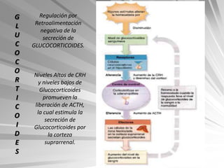 G     Regulación por
     Retroalimentación
L
       negativa de la
U       secreción de
C   GLUCOCORTICOIDES.
O
C
O
    Niveles Altos de CRH
R     y niveles bajos de
T     Glucocorticoides
I       promueven la
C   liberación de ACTH,
     la cual estimula la
O
         secreción de
I   Glucocorticoides por
D         la corteza
E        suprarrenal.
S
 