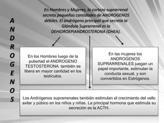 En Hombres y Mujeres, la corteza suprarrenal
               secreta pequeñas cantidades de ANDROGENOS
A               débiles. El andrógeno principal que secreta la
                          Glándula Suprarrenal es la
N                   DEHIDROEPIANDROSTERONA (DHEA).
D
R
O       En los Hombres luego de la
                                                   En las mujeres los
                                                    ANDROGENOS
        pubertad el ANDROGENO
G     TESTOSTERONA también se
                                             SUPRARRENALES juegan un
                                             papel importante, estimulan la
     libera en mayor cantidad en los
E               testículos.
                                                conducta sexual, y son
                                              convertidos en Estrógenos.
N
O
S   Los Andrógenos suprarrenales también estimulan el crecimiento del vello
    axilar y púbico en los niños y niñas. La principal hormona que estimula su
                               secreción es la ACTH.
 