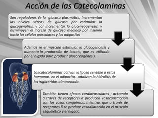 Acción de las Catecolaminas
Son reguladores de la glucosa plasmática, Incrementan
los niveles séricos de glucosa por estimular la
glucogenolisis, y por incrementar la gluconeogénesis, y
disminuyen el ingreso de glucosa mediado por insulina
hacia las células musculares y los adipositos


        Además en el musculo estimulan la glucogenolisis y
        aumenta la producción de lactato, que es utilizado
        por el hígado para producir gluconeogénesis.



             Las catecolaminas activan la lipasa sensible a estas
             hormonas en el adipocito, catalizan la hidrolisis de
             los triglicéridos almacenados.


                   También tienen efectos cardiovasculares ; actuando
                   a través de receptores α producen vasoconstricción
                   con los vasos sanguíneos, mientras que a través de
                   receptores β se produce vasodilatación en el musculo
                   esquelético y el hígado.
 