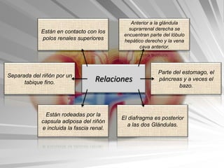 Anterior a la glándula
                                              suprarrenal derecha se
             Están en contacto con los
                                            encuentran parte del lóbulo
             polos renales superiores       hepático derecho y la vena
                                                  cava anterior.




                                                           Parte del estomago, el
Separada del riñón por un
      tabique fino.                Relaciones              páncreas y a veces el
                                                                   bazo.




              Están rodeadas por la
                                           El diafragma es posterior
             capsula adiposa del riñón
                                              a las dos Glándulas.
             e incluida la fascia renal.
 