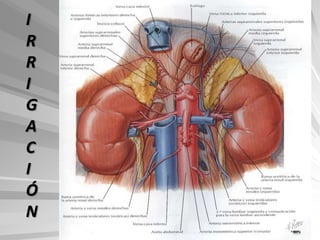 I
R
R
I
G
A
C
I
Ó
N
 