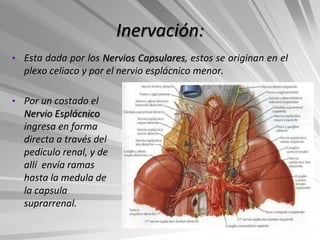 Inervación:
• Esta dada por los Nervios Capsulares, estos se originan en el
  plexo celiaco y por el nervio esplácnico menor.

• Por un costado el
  Nervio Esplácnico
  ingresa en forma
  directa a través del
  pedículo renal, y de
  allí envía ramas
  hasta la medula de
  la capsula
  suprarrenal.
 