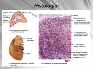Histología:
 
