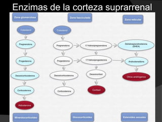 Enzimas de la corteza suprarrenal
 