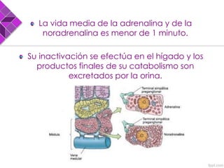 La vida media de la adrenalina y de la
noradrenalina es menor de 1 minuto.
Su inactivación se efectúa en el hígado y los
productos finales de su catabolismo son
excretados por la orina.
 