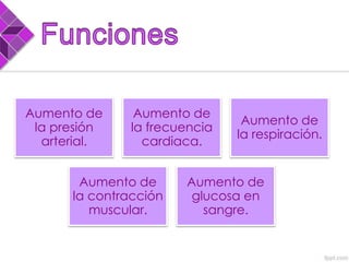 Aumento de
la presión
arterial.
Aumento de
la frecuencia
cardiaca.
Aumento de
la respiración.
Aumento de
la contracción
muscular.
Aumento de
glucosa en
sangre.
 
